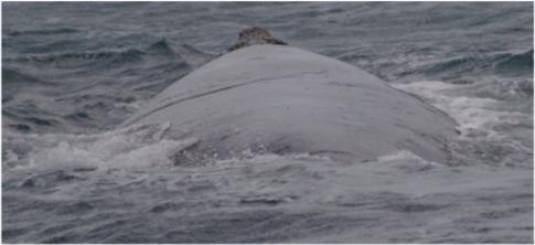 Southern Right Whale